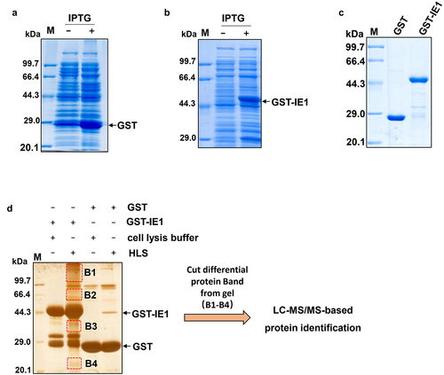 Figure 1. Identification of the host cellular proteins potentially interacting with WSSV IE1. (a) and (b) Expression of recombinant GST and GST-IE1 proteins. The GST or GST-IE1 expression plasmid transformed Escherichia coli cells were induced using 0 or 1 mM IPTG and then lysed for SDS-PAGE analysis. (c) SDS-PAGE analysis of the purified recombinant GST and GST-IE1 proteins. (d) GST pull-down and LC-MS/MS analysis of the candidate IE1-interacting proteins. The GST and GST-IE1-bound GSH magnetic beads were incubated with the hemocytes lysate supernatant (HLS). After incubation and wash, the bound proteins on the beads were eluted and then subjected to SDS-PAGE and silver staining analysis. The differential bands were excised from the gel and used for LC-MS/MS analysis. M: protein marker.