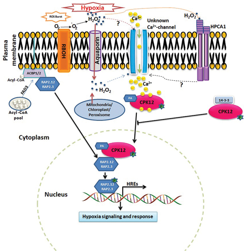 Figure 1. A model displaying the CPK12 as a central player in hypoxia signaling. Wu et al.Citation7 described the hypoxia-induced accumulation of H2O2, which triggers reactive oxygen species (ROS)-induced Ca2+ influx in the cytoplasm by an unknown Ca2+channel. Moreover, how H2O2 activates the Ca2+ channel is elusive. Further, Wu et al.Citation7 did not report the source of H2O2. it is not evident whether hypoxia-induced H2O2 is produced intracellularly in the organelles or extracellularly in the apoplast, and influx into the cytoplasm through a specific aquaporin channel as reported by Fichmann et al.Citation11 In addition, Wu et al.Citation12 reported hydrogen-peroxide-induced Ca2+ increases 1 (HPCA1)-mediated activation of the Ca2+ channel during various stress conditions. HPCA1 is a leucine-rich-repeat receptor-like kinase that acts as an extracellular H2O2 sensor and promotes systemic ROS and Ca2+ signaling.Citation11,Citation12 However, its role in Ca2+ influx during hypoxia is not studied. Fan et al.Citation10 elaborated that the CPK12 acts as a sensor for hypoxia-induced Ca2+ signature in the cytoplasm, activates by autophosphorylation, and then translocates into the nucleus with the help of phosphatidic acid (PA). Inside the nucleus, CPK12 phosphorylates and stabilizes RAP2.12 and RAP2.3 transcription factors of the ERF-VII family that induce the expression of hypoxia-responsive elements (HREs) to start hypoxia signaling. Contrarily, the interaction of 14-3-3 protein prevents nuclear translocation of CPK12. Further, acyl-CoA binding proteins (ACBP1/2) and fatty acid desaturase (FAD3) facilitate the nuclear translocation of ERF-VII proteins from the plasma membrane through unsaturated acyl-CoA.Citation3 The figure is modified from the study of Fan et al.Citation10 with permission through RightsLink (License Number 5632361196904).