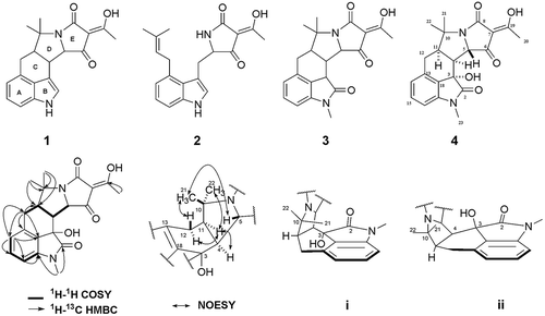 Figure 2. Structure, 2D NMR correlations and structural model analysis of the cyclopiazonic acids (1–4) isolated from Aspergillas oryzae HMP-F28.