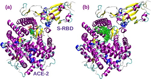 Figure 5. (a) The binding site for AGP1-4 in spike protein-ACE2 complex. (b) The binding site for trial compounds in the ACE2 receptor of the complex. The AGP1, AGP3, AGP4 and trial compounds occupy the same binding site which is localized near the helices involved in the binding to RBD domain of spike protein. AGP-2 binds to a unique site located near ASN260.
