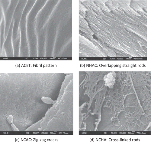 Figure 5 Nano-structure of gelatin at 100 nm.