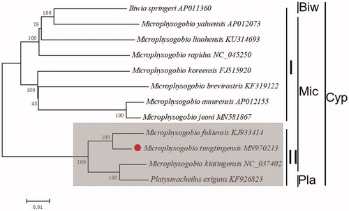 Figure 1. The phylogenetic analyses investigated using N-J analysis indicated evolutionary relationships among 12 species based on total mitogenomes. Biw: Biwia, Mic: Microphysogobio, Pla: Platysmacheilus, Cyp:Cyprinidae.
