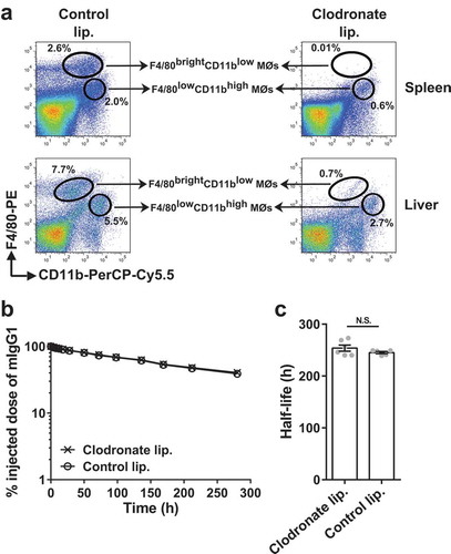 Figure 1. Depletion of splenic and liver macrophages in wild type mice does not affect the half-life of IgG. (a) C57BL/6J mice (2–3 mice/group) were intravenously treated with clodronate (1.5 mg/dose) or PBS (control) liposomes at 0 h and 48 h, and single cell suspensions from spleens and livers were isolated at 120 h. Macrophage populations were analyzed using flow cytometry and data for one representative mouse from each group is shown. The gating strategies used for the identification of macrophage (MØ) populations are shown in Supplementary Figure 9C and D. (b) C57BL/6J mice (5–6 mice/group) were intravenously treated with clodronate (1.5 mg/dose) or PBS (control) liposomes at 0 h and 48 h. 125I-labeled mIgG1 was injected (i.v.) at 18 h following the first injection of clodronate liposomes, and whole body radioactivity levels were determined at the indicated times. (c) β-phase half-lives of mIgG1 in different mice obtained by fitting the pharmacokinetic data to a decaying bi-exponential model. Error bars indicate SEM. N.S., no significant difference (p > .05; two-tailed Student‘s t-test). Data shown in panels b and c is representative of two independent experiments.