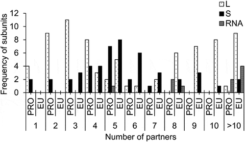 Figure 3. Frequency distributions of a number of interacting partners of large and small subunits r-proteins as well as RNAs, both in prokaryotes and eukaryotes.