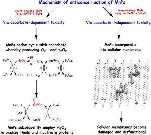 Scheme 1. The anticancer effects of Mn porphyrins.Note: Mn porphyrins exhibit anticancer effects via at least two pathways described here and reported elsewhere in detail. MnPs that bear short chains and have appropriate E1/2, such as MnTE-2-PyP, are the most efficient catalysts of ascorbate oxidation. Because such compounds are hydrophilic, their uptake and incorporation in cells is limited. Such MnPs exert cytotoxicity primarily by redox-cycling with natural reductants, such as ascorbate (under physiological conditions ascorbate is present in its monodeprotonated form HAsc−), thus generating H2O2 and other ROS. Hydrogen peroxide can be decomposed to hydroxyl radical, which can attack and damage practically all biomolecules. In addition, H2O2 can oxidize Mn(II)P to a strong oxidizer, O = Mn(IV)P which also can oxidize biomolecules, including thiols [Citation8,Citation9,Citation43]. MnPs that bare long aliphatic chains are lipophilic and accumulate in the lipid bilayer of cell membranes. Such MnPs are poor catalysts of ascorbate oxidation, but depending on their three-dimensional shape, flexibility, bulkiness, and strength of hydrophobic interactions, can compromise membrane integrity and essential functions, ultimately causing cell death.