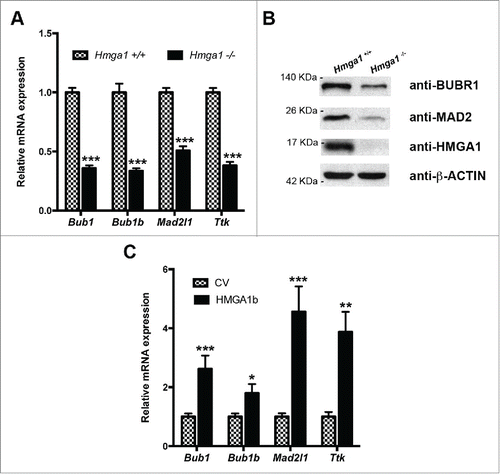 Figure 1. HMGA1 modulates Bub1, Bub1b, Mad2l1 and Ttk mRNA expression levels in MEFs. RNA and proteins extracted from Hmga1+/+ and Hmga1−/− MEFs were analyzed by qRT-PCR for Bub1, Bub1b, Mad2l1 and Ttk expression (A) and by western blotting using the indicated antibodies (B). The actin expression level has been used for data normalization. qRT-PCR values are mean ± SD of a representative experiment performed in triplicate. (C) RNA extracted from Hmga1−/− MEFs transiently transfected with empty vector (CV) or pcDNA3.1-Hmga1b expression vector was analyzed by qRT-PCR for Bub1, Bub1b, Mad2l1 and Ttk expression. Values are mean ± SD of a representative experiment performed in triplicate.