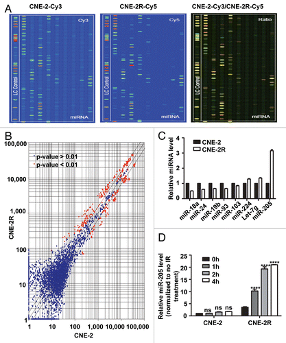 Figure 2 miR-205 is elevated in radio-resistant NPC cells. (A) miR expressing signals from CNE-2 or CNE-2R. miRNAs from CNE-2 or CNE-2R were labeled with Cy3 or Cy5 respectively. (B) Scatter plot of miR expression profiles in radiosensitive CNE-2 (x-axis) and radio-resistant CNE-2R cells (y-axis). The miRs differentially expressed with statistical significance were marked in red. (C) Differential miR expression between CNE-2 and CNE-2R. Relative expression levels of several representative miRs with differential expression levels were presented. (D) Relative miR-205 expression level is different between CNE-2 and CNE-2R after IR. Quantification by qRT-PCR of miR-205 expression level in CNE-2R and CNE-2 cells before and after IR. U6 was used for normalization. Data were presented as mean ± SEM (n = 3). ns, no significance; *p < 0.05; **p < 0.01; ***p < 0.001.