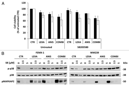Figure 7. (A) Cell viability assessed by the MTS assay FEMX-1 (black bars) and WM239 cells (white bars) treated with 0.75 μg/ml lexatumumab and 40 nM anisomycin alone or in combination with 2.5 μM of the p38 MAPK inhibitor SB203580 for 24 h. (B) Immuno-blot evaluation of p38 pathway inhibition. FEMX-1 and WM239 cells were treated with 2.5 and 5 μM of the p38 inhibitor SB203580, 0.75 μg/ml lexatumumab and 40 nM anisomycin alone or in combination for 24 h.