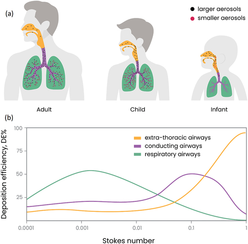 Figure 1. (a) Schematic of aerosol deposition trends as a function of age groups (i.e. adult, child and infant) and highlighted in the different lung regions (i.e. extra-thoracic, conducting and respiratory). By and large pediatric deposition is confined to the upper and extra-thoracic airways. (b) Deposition efficiency (DE) as a function of the particle Stokes number (Stk); curve trends are displayed according to the respective lung regions.