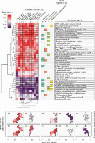 Figure 4. Association between adenine methylation and phenotypes. The heatmap shows Spearman’s correlation between methylated fractions of variable m6A epiloci (rows) and phenotypes (columns; GR, growth rate; Y, yield) for variable m6A epiloci exhibiting a methylation fraction range ≥0.2 across sequenced samples and an uncorrected p-value ≤0.005 for Spearman’s ρ with at least one trait. Overlapping or closest (≤500 bp) downstream genes are assigned to each epiloci. Gene functions are based on manual literature search for each gene product. Examples of relationships between m6A methylated fractions and phenotypes are given for the heatmap cells annotated with a letter.