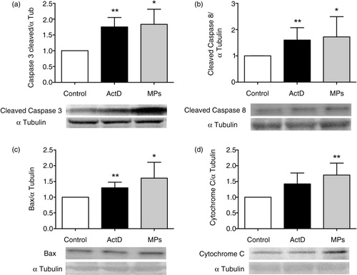 Fig. 6.  Apoptosis of adult murine cardiomyocytes in the presence of macrophage MPs. Western blot showing increased expression of (a) 17 kDa-cleaved caspase-3, (b) 18 kDa-cleaved caspase-8, (c) Bax and (d) cytochrome C in MPs (10 µg/mL) or actinomycin D (ActD) (1 µg/mL)-exposed adult murine cardiomyocytes. Data are mean±SEM (n=5–12). *P<0.05 and **P<0.01 vs. control (statistical analyses were performed using ANOVA and Mann–Whitney U-test).