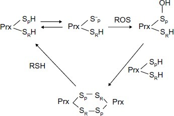 Figure 1 Cysteine oxidation states of peroxiredoxin II in response to oxidative stress.