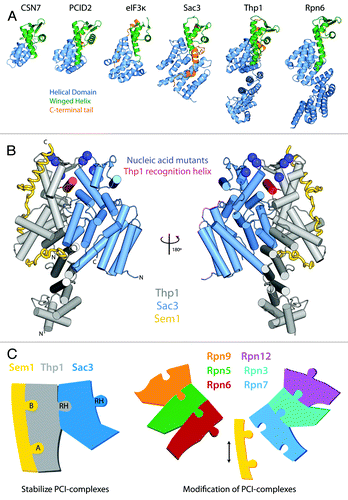 Figure 1. (A) Structure of PCI proteins currently available. PCI-proteins contain a bipartite fold consisting of a N-terminal helical domain (blue) and a C-terminal winged-helix domain (green). The C-terminal winged-helix domain often leads to a C-terminal tail (orange) that interacts with the surface of the helical domain. (B) The Sac3-Thp1-Sem1 structure. The two PCI-proteins Thp1 (gray) and Sac3 (blue) share an extensive interaction interface marked by the insertion of the Thp1 WH “recognition helix” (red) into a cleft formed by the Sac3 WH and HD. The small Sem1 protein (yellow) wraps around the surface of Thp1 and makes little contact with Sac3. Blue spheres indicate the position of side-chains of conserved positive residues that when mutated to a negative charge, resulted in a loss of nucleic acid binding and mRNA export defects in yeast. (C) The role of Sem1 in modulating PCI complexes. Sem1 acts to stabilize the mini-PCI complex formed between Sac3-Thp1-Sem1 by binding to two sites on the Thp1 surface (Sites A and B). In doing so it may be acting as a capping protein shielding the surface of Thp1 from interacting with other PCI-proteins. Within the larger PCI-complex of the 26S proteasome lid Sem1 may act as a modulator of complex assembly, or subunit composition, by binding to and capping specific PCI-protein subunits. Within the schematic representations, the recognition helix (RH) of each WH domains is shown as a protruding tab.