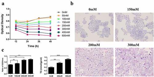 Figure 6. Cell culture and construction of a hepatocellular model of early ALD. (a) CCK-8 assay presents the optimal concentration of ethanol and time of stimulus for L02 hepatocytes. (b) The oil red O staining shows the formation of lipid droplets in normal hepatocytes, 150 mM, 200 mM, and 300 mM ethanol-induced L02 cells, with red presenting the lipid droplets. (c) The IOD/Area from the Oil red O staining reveals the relative expression of lipid in hepatocytes and the triglyceride level detection via biochemical assay presents the absolute expression of lipid. ALD: alcoholic liver disease; IOD: integrated option density.