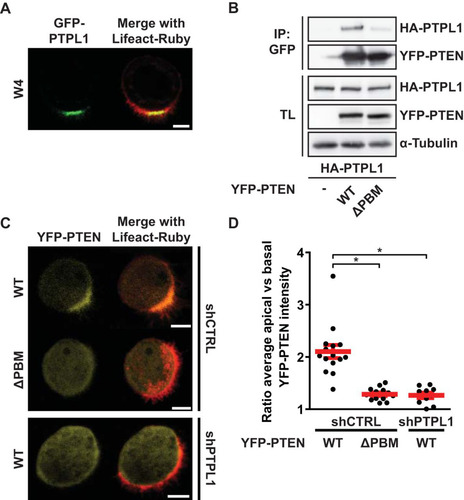 FIG 3 PTPL1 binds PTEN and ensures apical enrichment of PTEN. (A) Localization of GFP-PTPL1 and Lifeact-Ruby in polarized W4 cells. Scale bar, 5 μm. (B) Coimmunoprecipitation (IP) of HA-PTPL1 with YFP-PTEN wt and ΔPBM in HEK293T cells. TL, total lysate. (C) Localization of YFP-PTEN wt and ΔPBM in W4:shCTRL cells and of YFP-PTEN wt in PTPL1-depleted cells in combination with Lifeact-Ruby. Scale bars, 5 μm. (D) Quantification of apical enrichment of YFP-PTEN wt and ΔPBM in control or PTPL1-depleted W4 cells. Red bars represent the average, and error bars represent the SEM (n > 10). *, P < 0.05 using independent sample t tests.