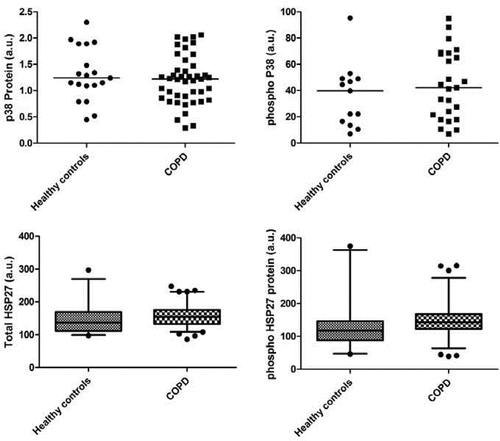 Figure 1.  Levels of total (left panels) andphosphorylated (right panels) of p38 MAPK (upper panels) and HSP27 (lower panels) protein. Upper panels show individual data; lower panels, because of number of participants, show medians with 5th and 95th percentiles.