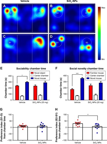 Figure 7 SiO2-NP-treated mice exhibited impairments in social novelty in the three-chamber sociability test.Notes: (A–D) Heat maps representing the social interaction in the sociability and social novelty stages. (E) In the sociability phase, only vehicle-treated mice interacted more with the mouse than with an empty enclosure. (F) Control mice exhibited a significant preference for novel mouse compared with the familiar mouse, whereas SiO2-NP- exposed mice exhibited a characteristic lack of social novelty as demonstrated by approximately equal amounts of time with the novel mouse and familiar mouse. (G) Preference index (S1-O) based on chamber time. (H) Preference index (S2-S1) based on chamber time. All data expressed with the error bars represent the mean ± SEM (n=11 for vehicle, n=9 for the SiO2-NP-treated group); *p<0.05, ***p<0.001.Abbreviations: SiO2-NPs, silica nanoparticles; SEM, standard error of the mean.