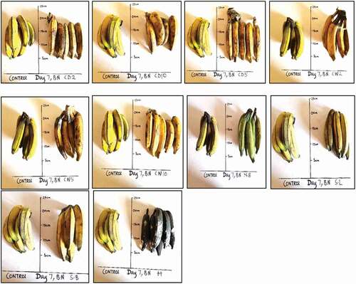 Figure 5. Musa balbisiana at 7 days after exposure to different induced local ripening treatments