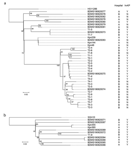 Figure 1. The phylogenetic tree of ST11 and ST23 strains isolated in this study.