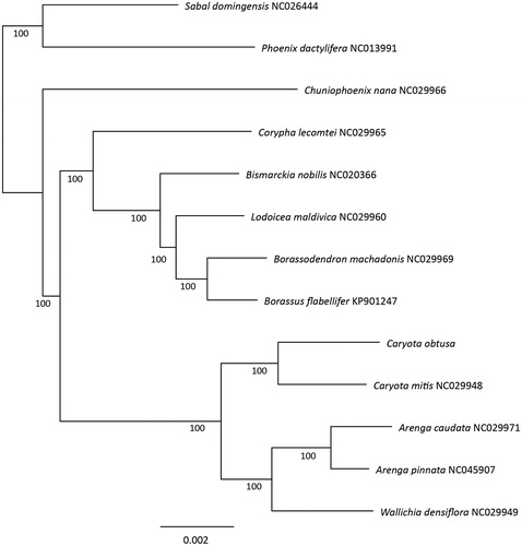 Figure 1. The maximum likelihood tree of Caryota obtusa and 12 Arecaceae species based on complete chloroplast genome. Bootstrap support values were indicated bellowed the branches.
